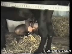 Fat slut inserts a horse's cock in her ass and pussy enjoying beastiality sex in a girls sex horses porn vid 
